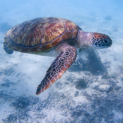 tartaruga marina mauritius 1 - Copy ig