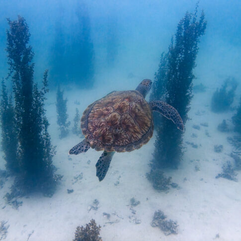 tartaruga marina mauritius - Copy ig