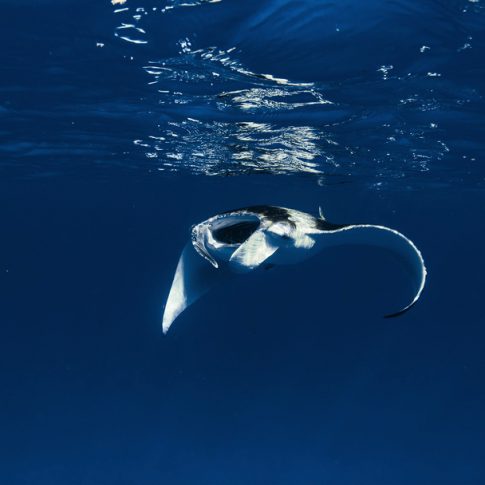 manta rey