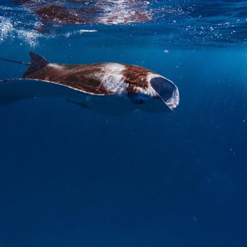manta rey